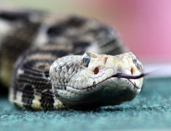 snake.JPG